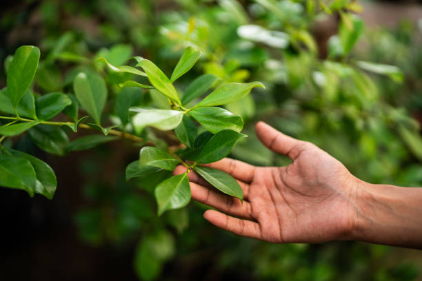 Tree and Shrub Care in Novato, CA