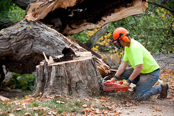 How Our Tree Care Process Works  in  Novato, CA